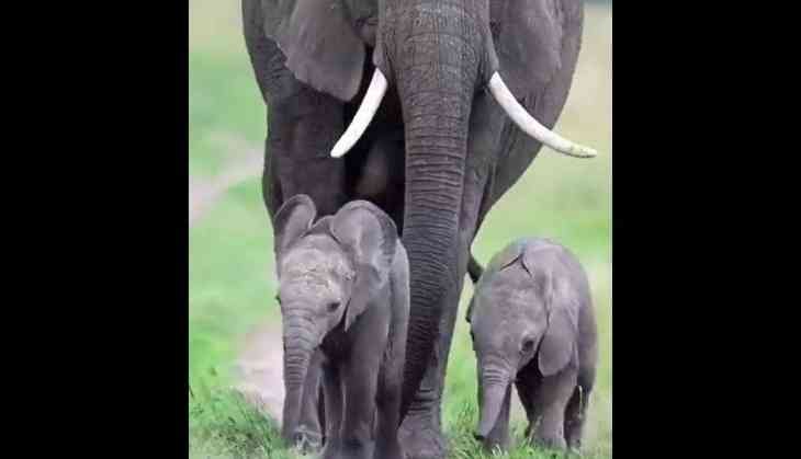 Rare Elephant Video