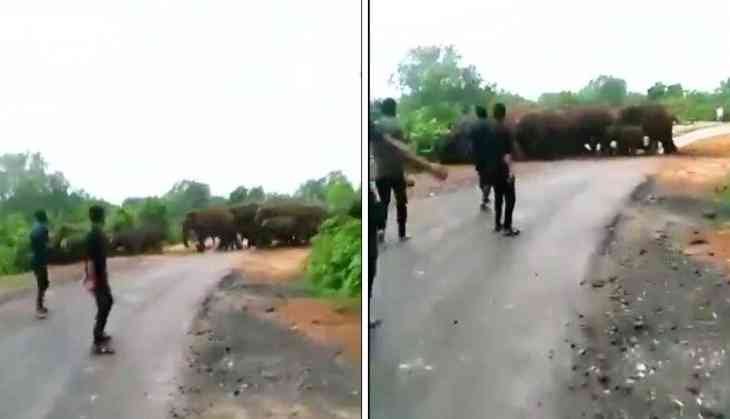 Disturbing Harassment of Elephant Herds