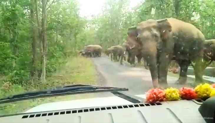 Elephant's Heartfelt Thanks