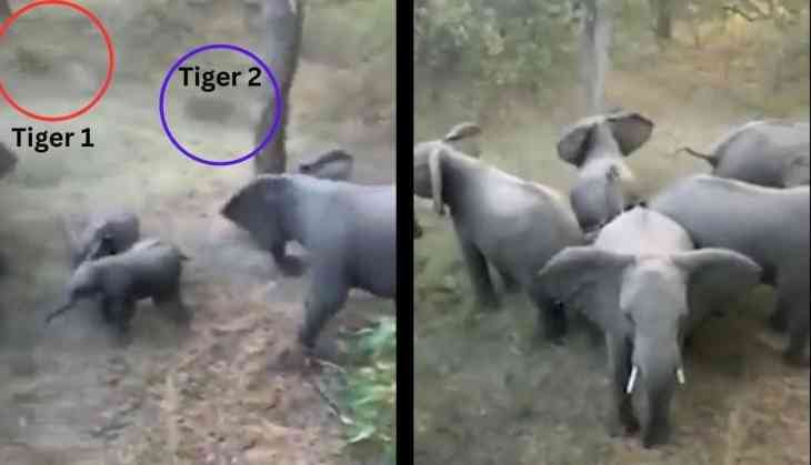Elephant Herd's Tactical Brilliance