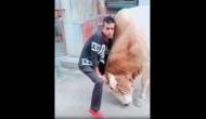 Instant Karma's Comedy Hour: Bull Teaches Showoff a Gravity-Defying Lesson!