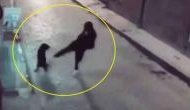 Instant Karma Strikes As Man Tries to Kick Stray Dog