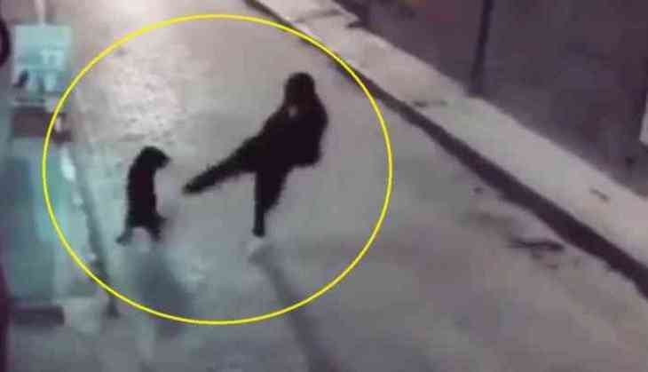 Man’s Attempt to Kick Stray Dog Backfires!