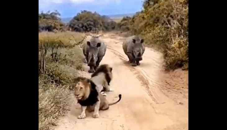 Lions encounter formidable rhinos