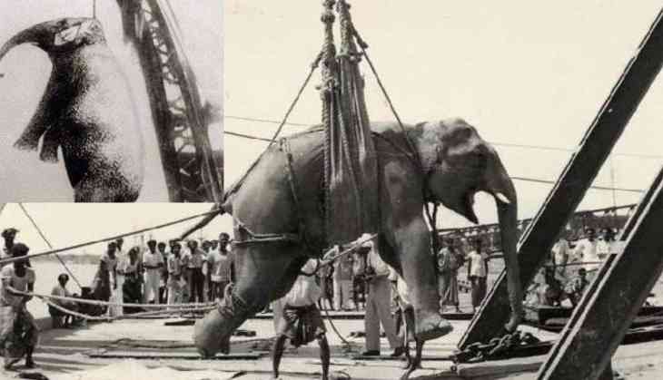 Asian elephant Mary publicly hanged