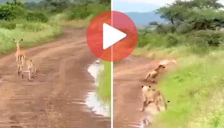 Ambush in the wild