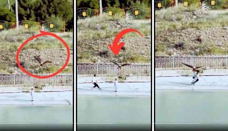 Eagle Tries to Snatch Child from Beach!