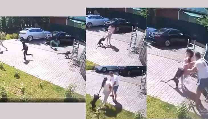 Monkey Tries to Snatch Baby, Clashes with Parents