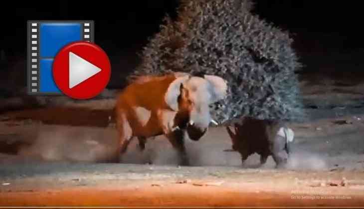 Elephant Triumphs Over Rhino