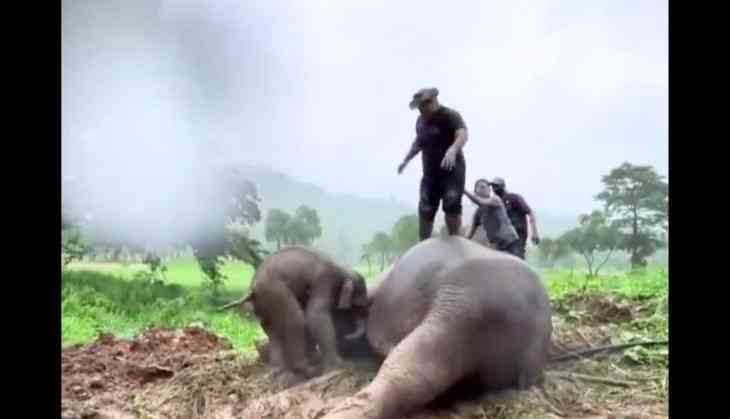 Elephant Mom’s Dramatic Rescue