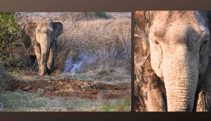 A Mother Elephant’s Devastating Loss