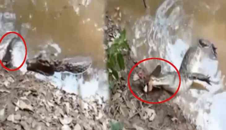 860V Electric Shock Leaves Crocodile Lifeless