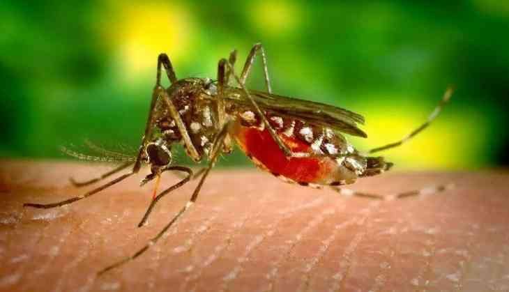 Mosquito Menace Rises After Rain