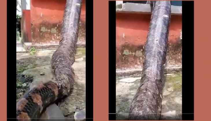 Giant Reticulated Python