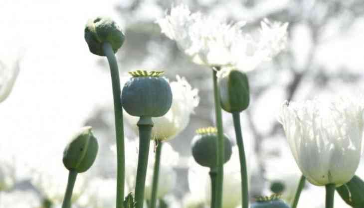 Mandsaur, known for its opium production, has become a hub for narcotics smuggling
