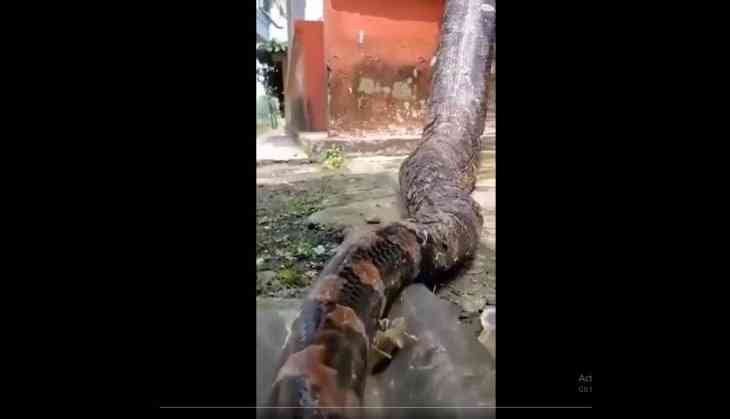 Giant Python Climbs Wall